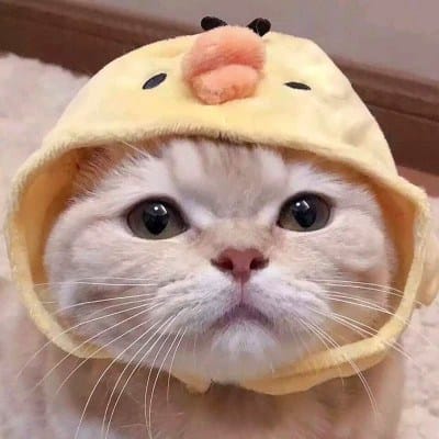 Nguyễn Trọng Hoàng avatar